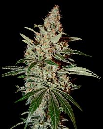 Green House Company Chem Dog Feminised