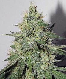 Mephisto Genetics Chemdogging Auto Feminized