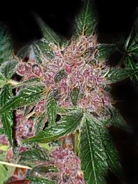 Cali Connection Cherries Jubilee (The Gold Line) Feminized