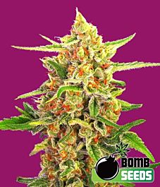 Bomb Seeds Cherry Bomb Regular