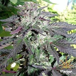 Flavour Chasers Cherry Pie Feminized