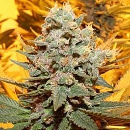 Purple Caper Seeds Cherry Cake Regular