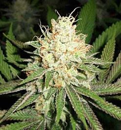 Apothecary Genetics Cherry OG Regular