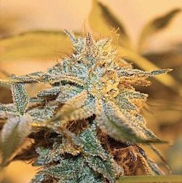 Dark Horse Genetics Cherry Wonka Regular