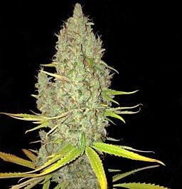 T H Seeds Chicle aka BubbleDawg Feminized