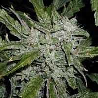 Reeferman Seeds China White Regular