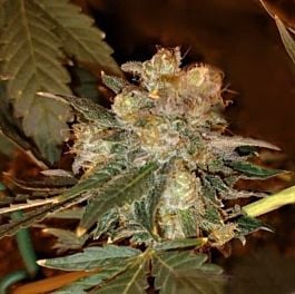 Purple Caper Seeds Chocolate OG Regular