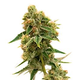 Chocolate Orange Feminized Cannabis Seeds - Homegrown Cannabis Co.