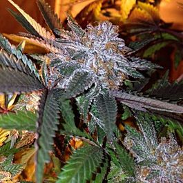 Dankonomics Genetics Chocolate Stardawg Regular