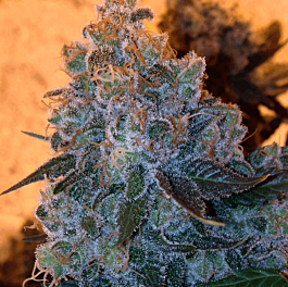 Dankonomics Genetics Chocolate Tooth Regular