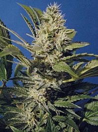 T H Seeds Chocolate Chunk Regular