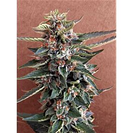 Breaking Buds Seeds Chocolate Cookies Feminized