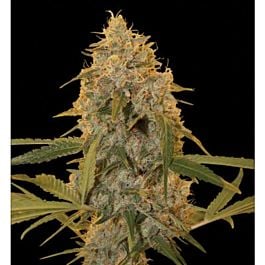 DNA Genetics Chocolate Fondue Feminized