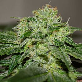 G13 Labs Chocolate Heaven Feminized