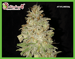 Dr Krippling Chocolate Orange Auto Feminized