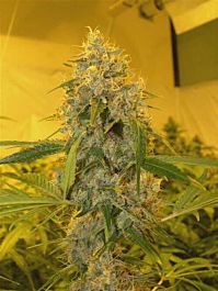 DNA Genetics Chocolope Feminized