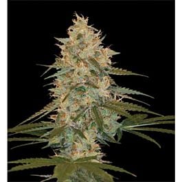 DNA Genetics Chocolope Regular