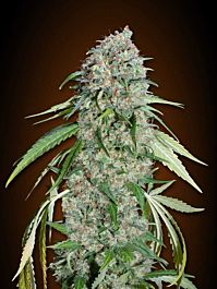 00 Seeds Chocolate Skunk CBD Feminized