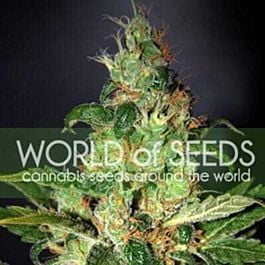 World of Seeds Chronic Haze Feminized