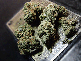 Feminized Seeds Chronic Feminized
