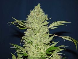Serious Seeds Chronic Feminised
