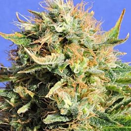 Original Sensible Seeds Chronic Lights Feminized