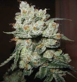 Apothecary Genetics Chuck Berry Regular