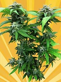 Freedom of Seeds Chunky Skunk Feminized
