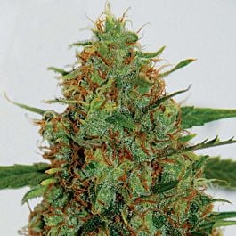 G13 Labs Cinderella 99 Feminized