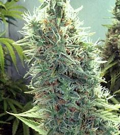 BlimBurn Seeds Cindy 99 Feminised