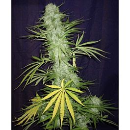 Mosca Seeds Cinderella 99 BX-1 Regular