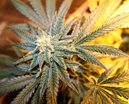 Gage Green Seeds Cindy La Pew Regular