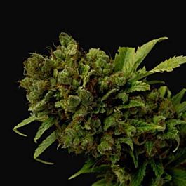Soma Seeds Citralah Regular