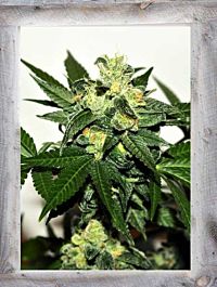 Garden of Green Citrus Paridisi Feminized