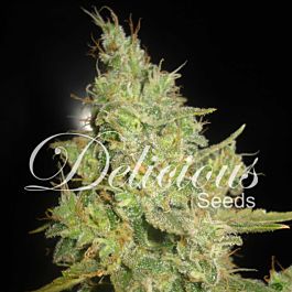 Delicious Critical Kali Mist Feminized