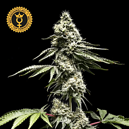 Clementine Slush Feminized - World Breeders