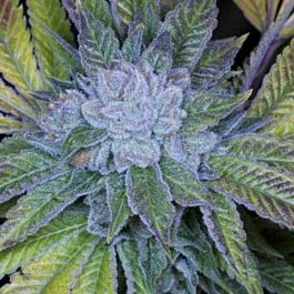 Archive Seeds Cluster Bomb Regular