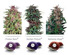 Dutch Passion Dutch Passion Feminized Colour Mix 2