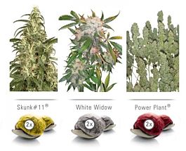 Dutch Passion Dutch Passion Feminized Colour Mix 3