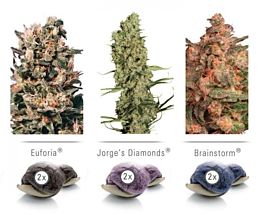 Dutch Passion Dutch Passion Feminized Colour Mix 5
