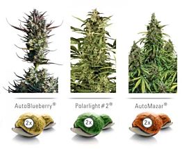 Dutch Passion Dutch Passion Feminized Auto Colour Mix 6 