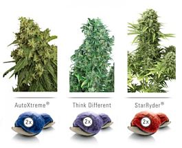 Dutch Passion Dutch Passion Feminized Auto Colour Mix 7