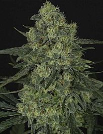 Ripper Seeds Criminal Feminized