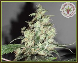 Kalis Fruitful A Cheesy Mist Tree Feminized
