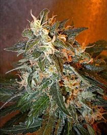 Flash Auto-Flowering Seeds Cobra Autoflowering Regular