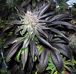 DJ Short Cocoa Kush Regular