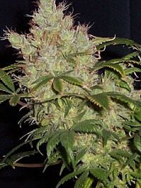 Hazeman Seeds Cocoa Puffs Regular
