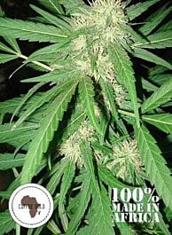 Seeds of Africa Coffee Gold Regular