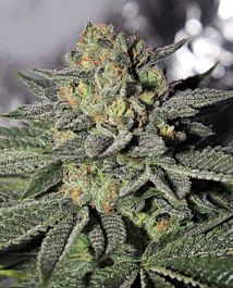 Gage Green Seeds Charity OG Regular