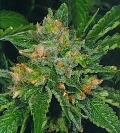 T H Seeds Cold Creek Kush Regular